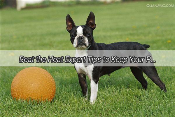 Beat the Heat Expert Tips to Keep Your Pup Cool and Safe This Summer